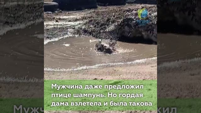 Ворона собиралась на свидание.