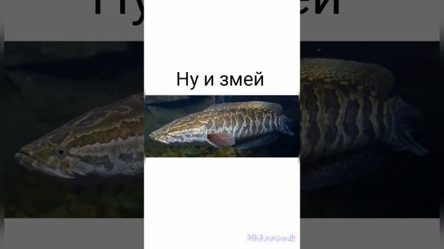 #Змееголов#смешные картинки#