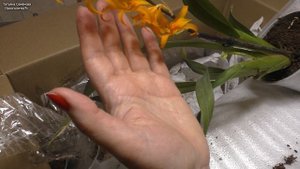 Огромная посылка с орхидеями и другими цветами. Есть к чему придраться!