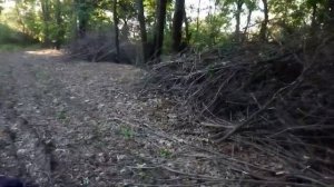 Вырубка леса в заповеднике Вольнянское лесничество.