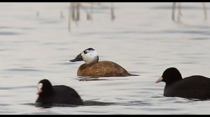 Савка (Oxyura leucocephala) - White-headed duck