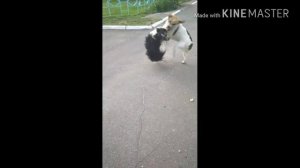 Небольшая драка собак