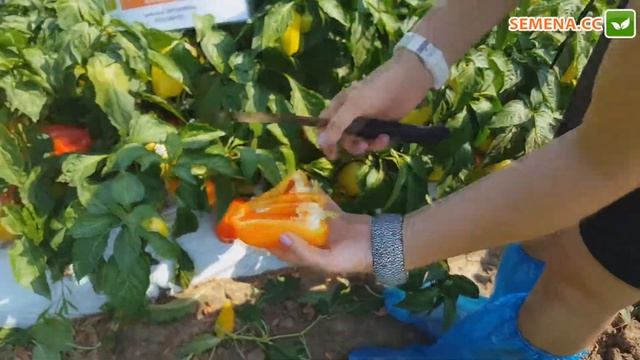 Боярд F1 перец (Lucky seed) плод в разрезе смотреть онлайн