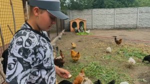 Нарезка кабака курочкам. 
Витамины курям 
гуси и утки дуреют от овощей