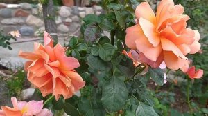РОЗА ИЗИ ДАЗ ИТ/Rosa Easy Does It