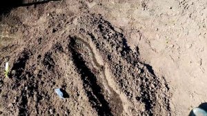 Посадка Огурцов"ЖУРАВЛЁНОК" и "БОРИС". Рядом с ПОДСОЛНУХАМИ и Около ЗАБОРА. 10 июня 2020г.