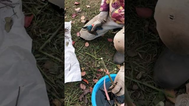Осенняя посадка Роз подготовка часть 1