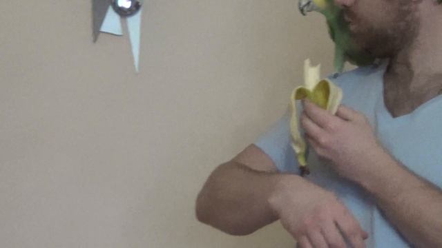 Кормление попугая на плече) смотреть онлайн