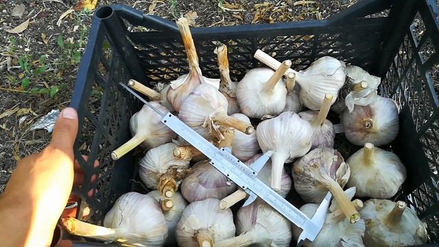 Хранение чеснока по посадки или до весны легко если... смотреть онлайн