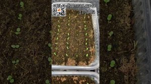 Первые всходы петунии 2024 г. Посев семян 07.02.2024г.