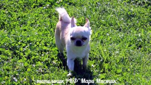 #продаю_щенков_чихуахуа_куплю ОТ 25 тр #продаю_лежак_для_кошки_собаки_купить 89215950848 ДОСТАВКА