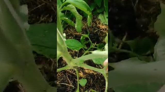 Нужно ли обрывать листья пасынковать томаты? Как думаете? смотреть онлайн