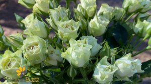 Spray Rose Luviana