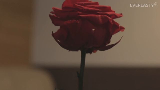 ВЕЧНАЯ РОЗА EVERLASTY - о том, как правильно выбрать розу смотреть онлайн