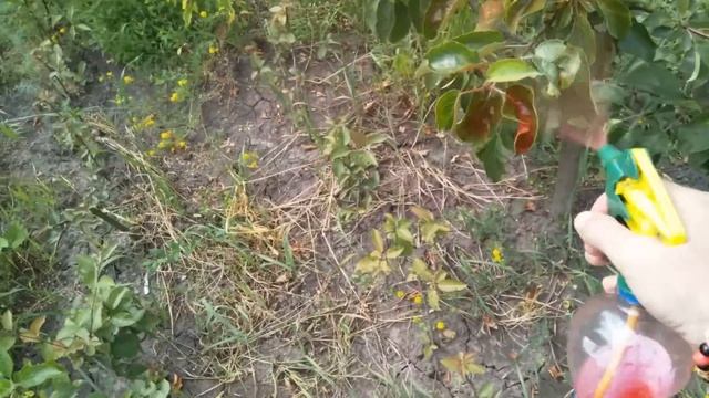 Инсектофунгицидный протравитель Грифон Ацетамиприд, Флудиоксонил и Дефеноконазол в плодопитомнике. смотреть онлайн