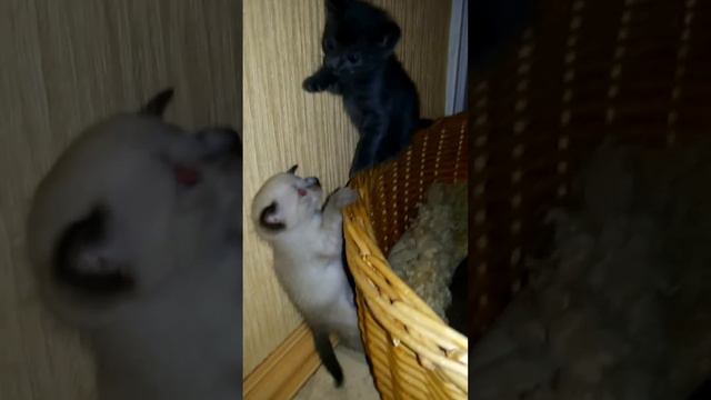 Котята редкого окраса