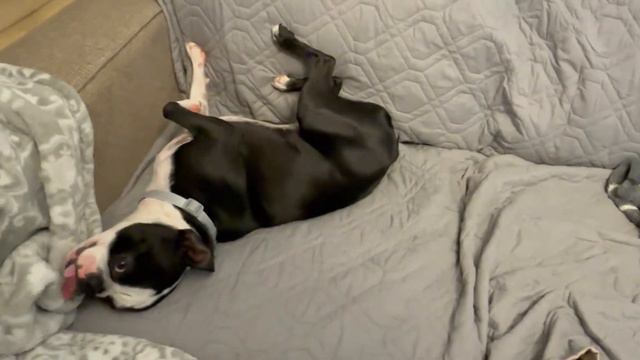 SHAKE IT UP !!!! Boston Terrier Uriy! БОСТОН ТЕРЬЕР!