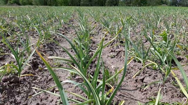 Чеснок ожил после дождя. Прополка, защита от сорняков. Гербициди по чесноку. Стомп, челендж, гоал.. смотреть онлайн