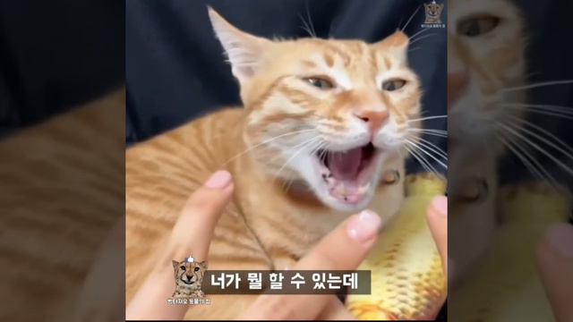 ЗАБАВНЫЕ ЖИВОТНЫЕ