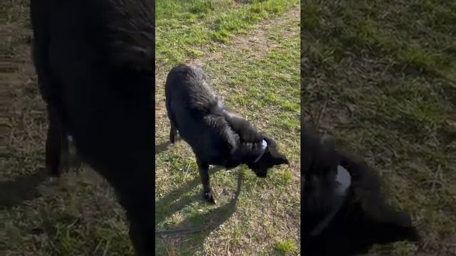 Видный парень Добби. Лесной приют