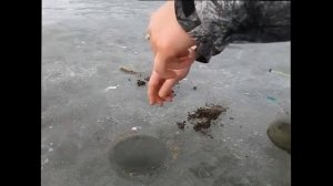 Ловля карася по последнему льду