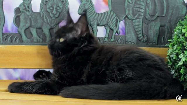 Котенок мейн кун Leia Grey Claw`s в 2,5 месяца, питомник мейн-кунов http://coonplanet.ru/
