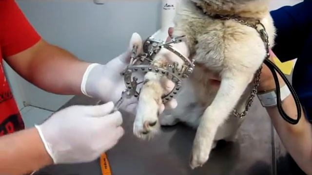 Демонтаж аппарата VOSYS-OPTIMA by Kiselev I.G. у собаки смотреть онлайн