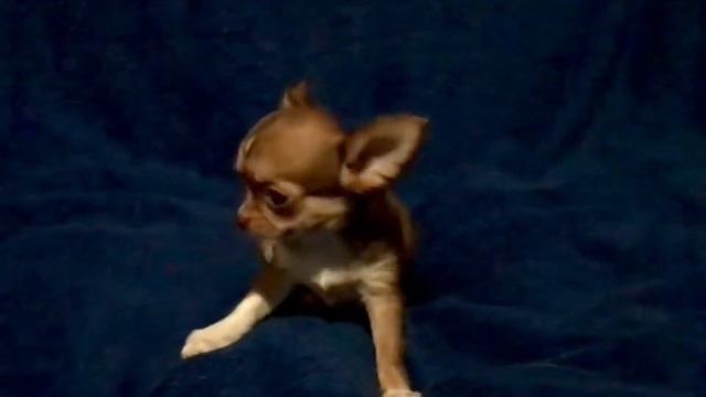 Длинношерстная девочка чихуахуа смотреть онлайн