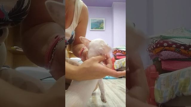 как правильно подклеить уши чихуахуа мой личный способ, СИМФЕРОПОЛЬ Кастропуло продам щенков