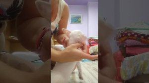 как правильно подклеить уши чихуахуа мой личный способ, СИМФЕРОПОЛЬ Кастропуло продам щенков