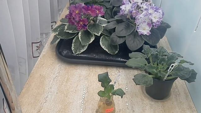 Пересвет корней у фиалочки! смотреть онлайн