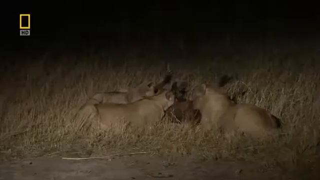 Мощный Прайд Львов