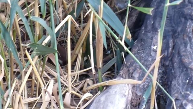 Cute Weasel caught a Fish. Wild animal Ferret running, eating. Mustela nivalis. Nature sounds смотреть онлайн