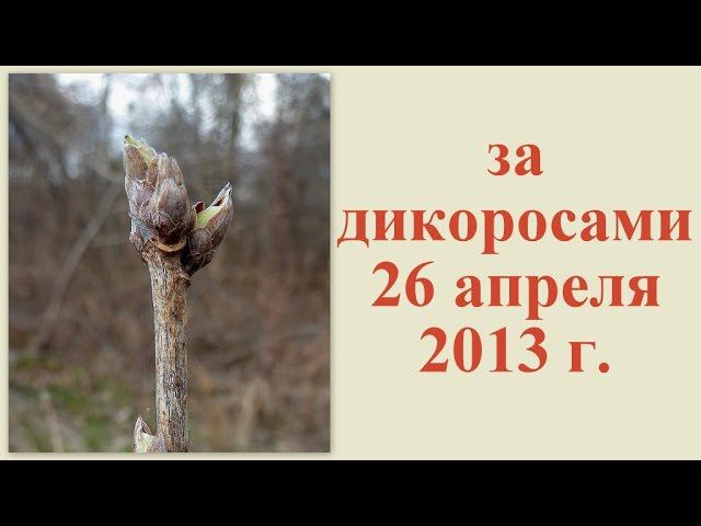 За дикоросами 26 апреля 2013