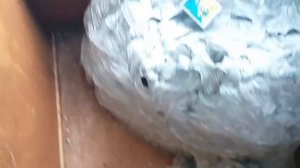 Очень большое осиное гнездо very large nest of wasps