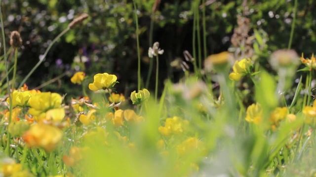 Звуки природы* Цветы* Птицы* Летнее поле* Жужжание пчёл смотреть онлайн