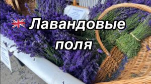 Где цветут Лавандовые поля? Прованс? Не только… Лавандовые поля в Англии. Английская лаванда.