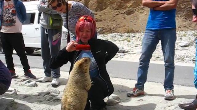 Сурки на дороге смотреть онлайн