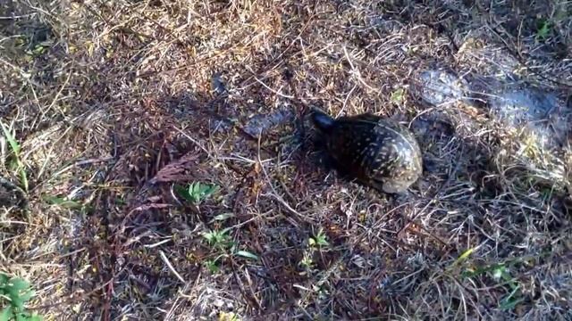 Черепаха у нас во дворе. смотреть онлайн