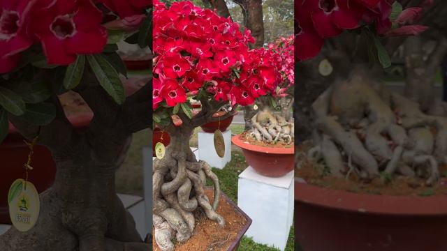 Frangipani - Plumeria Tree Bonsai - Hoa Sứ Thái Bonsai