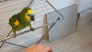 И ЗЕЛЕНЫЙ ПОПУГАЙ - СИНЕЛОБЫЙ АМАЗОН, ОН СОВСЕМ НЕ ТОРМАЗОН!!! AmazonParrot