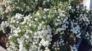 Цветение весеннецветущих кустарников и сосны " Мугус". Обзор.