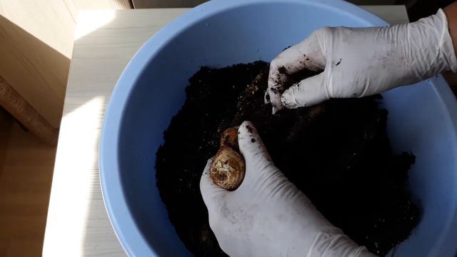 Вот это урожай🙂))) Растила имбирь почти 3 года!!! смотреть онлайн