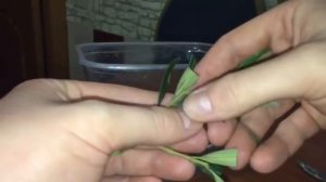 Оливковое дерево. Эксперимент как укоренить черенки.