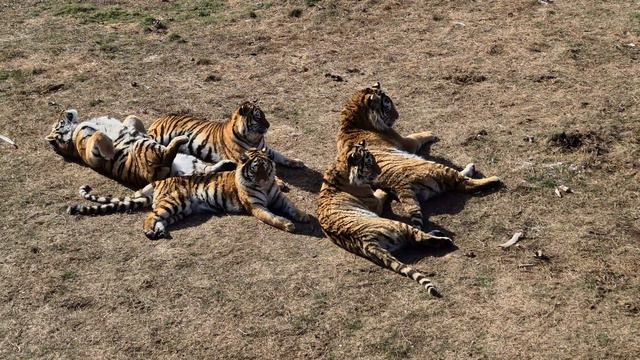 "Могучая кучка") Тайган смотреть онлайн