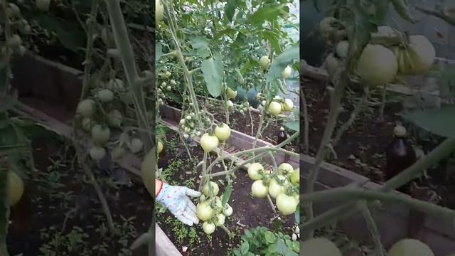 Томат "Розовый спам" немного моих наблюдений и вывод. смотреть онлайн