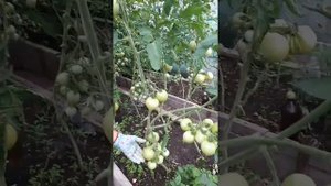 Томат "Розовый спам" немного моих наблюдений и вывод.