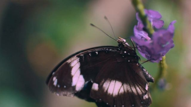 TERRA NOSTRA Excerpt No. 2 "In the Beginning" смотреть онлайн