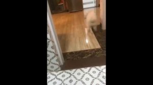 Самое Смешное Видео Кошек И Собак ? ? #35