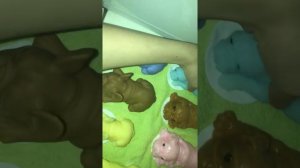 Знакомство со сквиш собачками🐶